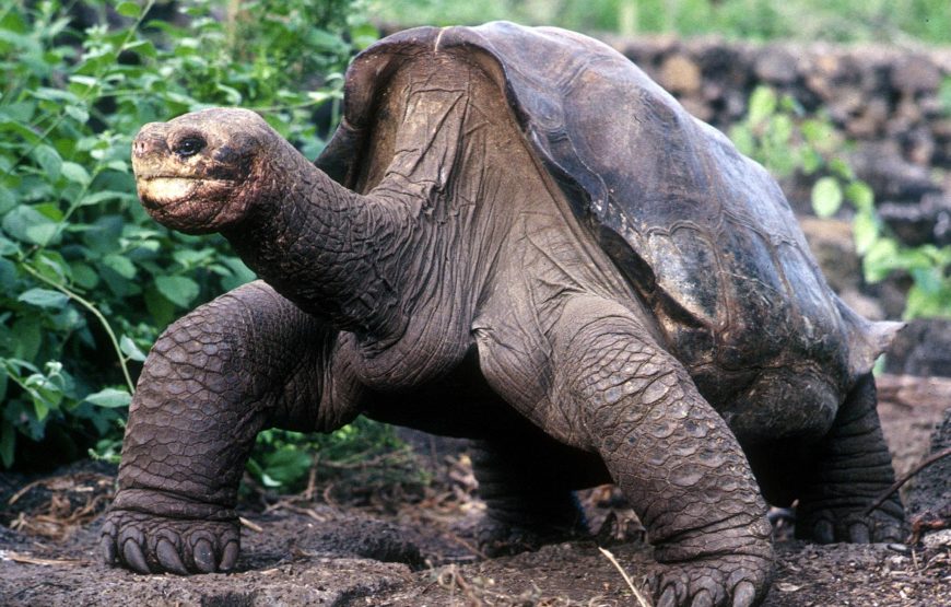 TOUR DE GALAPAGOS DE FIN DE AÑO