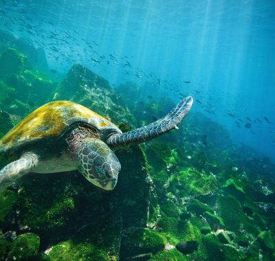 green-sea-turtle-isabela-island-galapagos